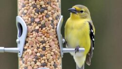 Feeding birds this winter? Check your seeds now – their lives depend on it