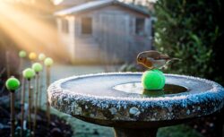 Gardeners are placing tennis balls outdoors this winter — here’s the surprising reason